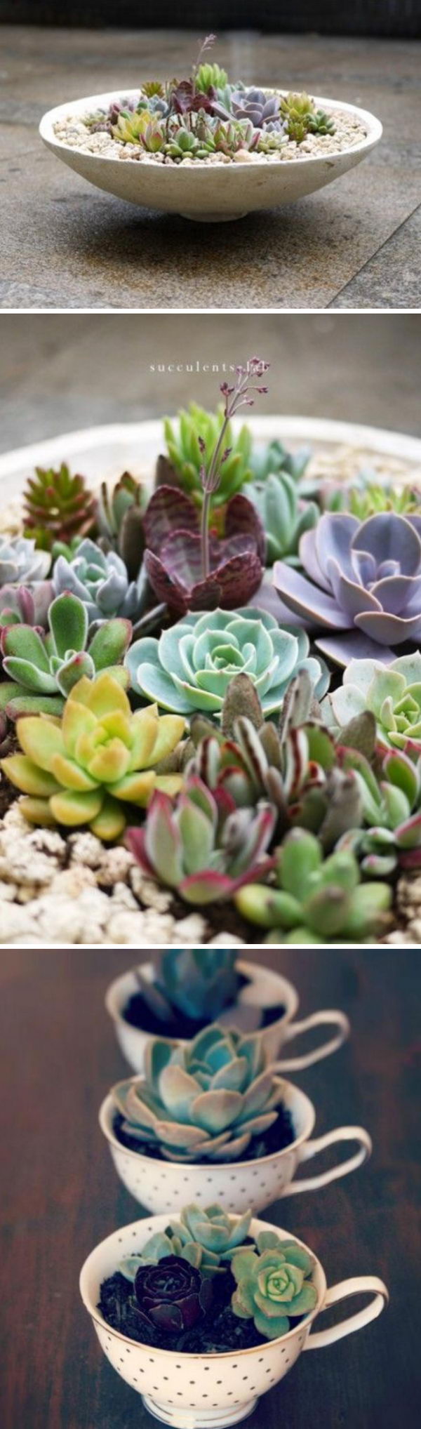 25 DIY Succulent Garden Ideas and Tutorials Styletic