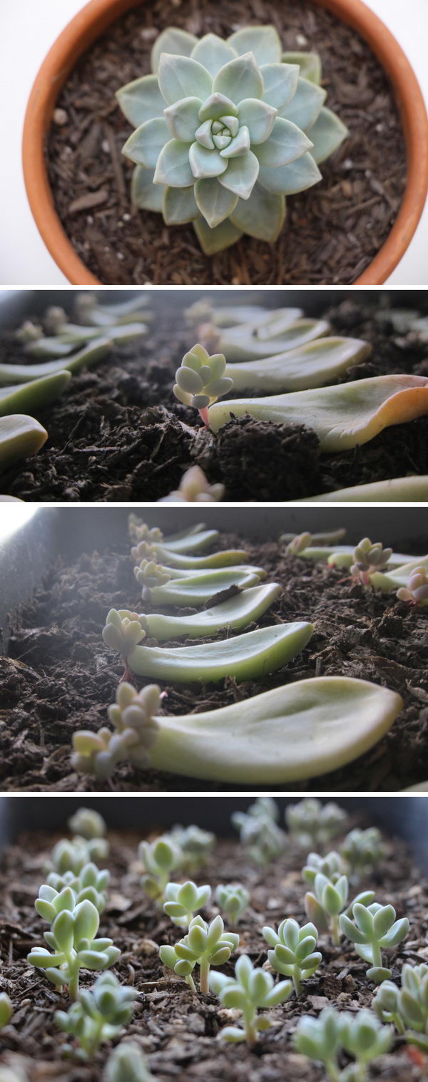 25 DIY Succulent Garden Ideas and Tutorials | Styletic