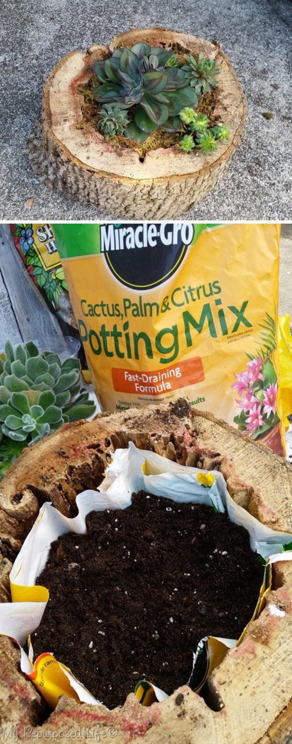 25 DIY Succulent Garden Ideas and Tutorials | Styletic